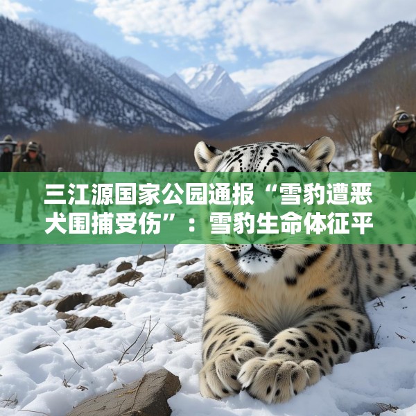 三江源国家公园通报“雪豹遭恶犬围捕受伤”：雪豹生命体征平稳，两只牧羊犬伤重死亡